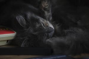 schattig grijs kat leugens modem boven bureau. charmant katachtig tafereel mengen gezelligheid met technologie, creëren verrukkelijk werkruimte sfeer. foto