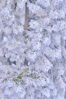 groen takken van de net en naalden zijn gedekt met sneeuw Kristallen en vorst na erge, ernstige winter vorst. foto