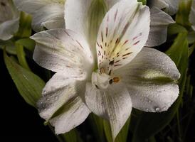 een wit bloem met rood en wit bloemblaadjes is getoond foto