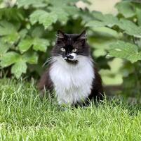een zwart en wit kat zittend in de gras foto