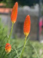 twee oranje bloemen zijn groeit in de gras foto