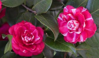 twee roze bloemen met wit strepen Aan hen foto