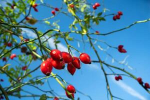 een bundel van rood bessen Aan een boom foto