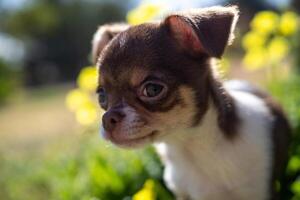 chihuahua puppy detailopname foto