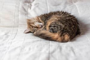 Siberisch kat slapen Aan een wit bed foto