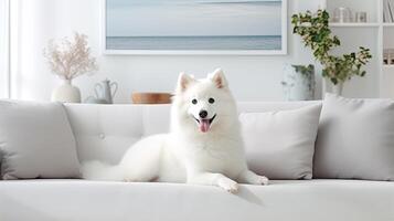 ai gegenereerd een Amerikaans Eskimo hond loungen Aan een wit bankstel in een modern leven kamer, met zacht kleuren domineren de palet, creëren een sereen en hedendaags sfeer. foto