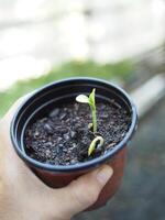 baby planten zaaien in klein pot voor groeit en reeks in plantage foto