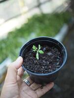 baby planten zaaien in klein pot voor groeit en reeks in plantage foto