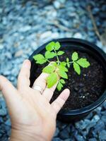 baby planten zaaien in klein pot voor groeit en reeks in plantage foto