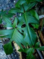 philodendron Florida schoonheid groen leafe perfect leafe shap en Super goed natuur ontwerp foto