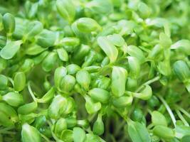 zonnebloem spruit groen planten klaar naar koken hoog vitamine en mooi zo gezond voedsel foto