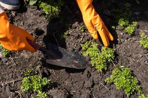 aanplant selderij zaailingen in serre. biologisch teelt, groen tuinieren. foto