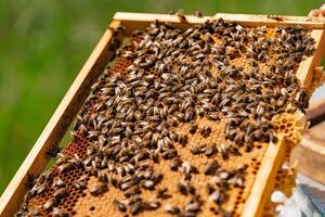 kader van honingraat met werken bijen en honing in de tuin. houten kader met bijen en bij larven. bijenstal concept. kopiëren ruimte foto