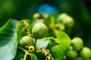 jong walnoten Aan de boom Aan natuurlijk achtergrond. groen walnoten rijpen Aan een okkernoot boom in zomer. macro schot. foto