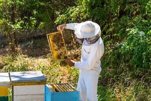 imker in wit beschermend uniform werken met bijenkorven. Mens verzamelen honing van bijen. foto