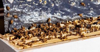 kaders van een bijenkorf. werken bijen in een bijenkorf. bijen beurt nectar in honing foto