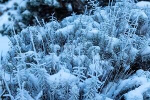 bevroren planten gedekt met sneeuw foto