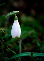 sneeuwklokje bloem met groen stam in Woud foto