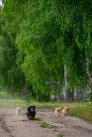 groep van blij honden spelen. honden met verschillend rassen rennen na drone. grappig werkzaamheid buiten. groen bomen en breed pad. foto