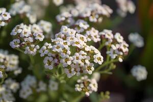 ai gegenereerd zoet alyssum - lobularia maritima - bloem inheems naar middellandse Zee regio - bekend voor haar klein, delicaat wit bloemen en zoet geur. een symbool van schoonheid en vrouwelijkheid foto