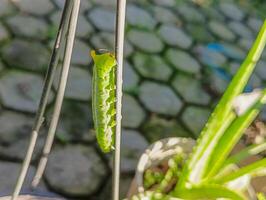 een rups- kruipen, wazig achtergrond foto