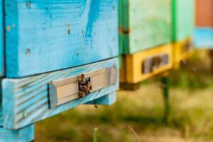 bij vliegend naar bijenkorf. bijen Aan honingraat in bijenstal in de zomertijd foto