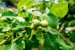 Aan een Afdeling van een boom met bladeren groeit groen walnoten foto