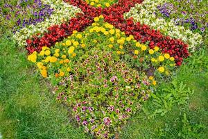 verschillend gekleurde bloeiende bloemen in stad park. mooi soorten van planten in bloemslecht. foto