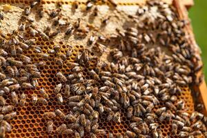 bijen maken honing. bijen converteren nectar in honing en dichtbij het in de honingraat. bijenteelt foto