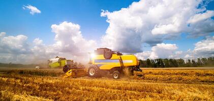 speciaal machine oogsten Bijsnijden in velden, agrarisch technisch in actie. rijp oogst concept. Bijsnijden panorama. ontbijtgranen of tarwe bijeenkomst. zwaar machines, blauw lucht bovenstaand veld. foto