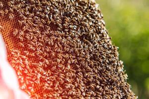 kaders van een bijenkorf. werken bijen in een bijenkorf. bijen beurt nectar in honing. foto