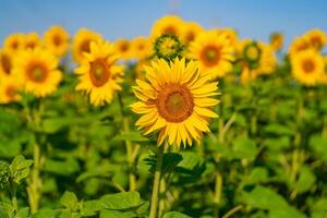 een veel van zonnebloemen bloeien in de veld- in een warm het weer. detailopname foto
