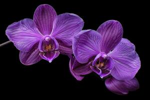 ai gegenereerd levendig Purper orchidee duo Aan zwart foto