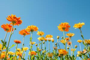 ai gegenereerd levendig calendula bloemen tegen Doorzichtig blauw lucht foto