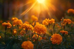 ai gegenereerd gouden uur gloed Aan goudsbloem bloemen in veld- foto