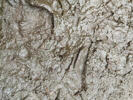 gebarsten bodem, droogte bodem, nat bodem en modder textuur, nat land. foto