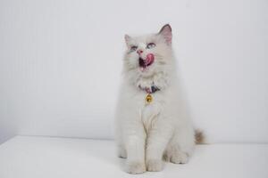 studio portret van een lappenpop kat likken haar neus, zittend tegen een wit achtergrond foto