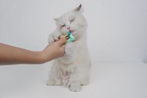 studio portret van een lappenpop kat genieten van haar tussendoortje, zittend tegen een wit achtergrond foto
