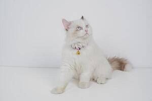 studio portret van een zittend lappenpop kat op zoek vooruit tegen een wit achtergrond foto