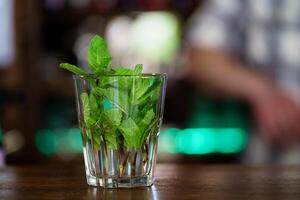 takken van vers munt zijn in een glas voor voorbereiding van een drinken Aan de achtergrond van de ober in de cafe. detailopname foto