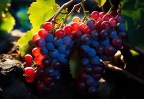 ai gegenereerd zwart en rood druiven in druif Liaan omgeven. een TROS van rijp en sappig druiven geschorst van een Liaan in een wijngaard, klaar naar worden geoogst. foto