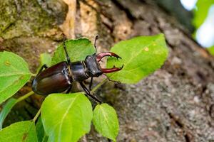 hert kever lucanus cervus foto