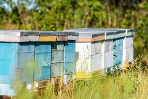 netelroos in een bijenstal met bijen vliegend naar de landen planken. bijenteelt foto