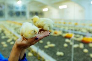 twee jong kuikens in handen van boer. binnenshuis kip boerderij, kip voeden foto