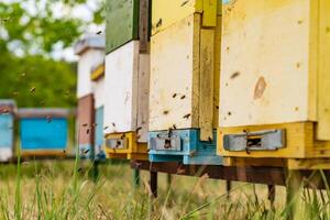 landelijk houten bijenkorven Aan weide. bijen in vlucht foto