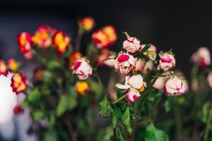 droog verwelkt rozen van verschillend kleuren geïsoleerd Aan zwart achtergrond. droog verdord rooskleurig bloemen met groen vervaagd bladeren. foto