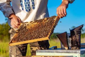 de imker onderzoekt bijen in honingraten. handen van de imker. de bij is detailopname foto