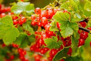 groot rijp rood bes. smakelijk bes in de tuin foto