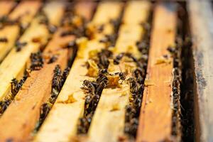 bijen brengen honing naar hun bijenkorven in warm weer allemaal dag foto