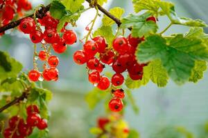 groot rijp rood bes. smakelijk bes in de tuin foto